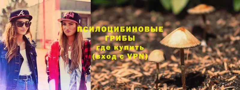 Псилоцибиновые грибы Psilocybine cubensis  цены   Аша 